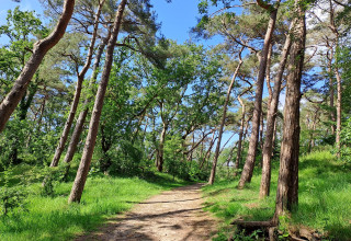 Naaldenveld / Landschap Noord-Holland