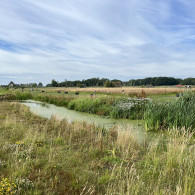 herenboeren duinstreek 