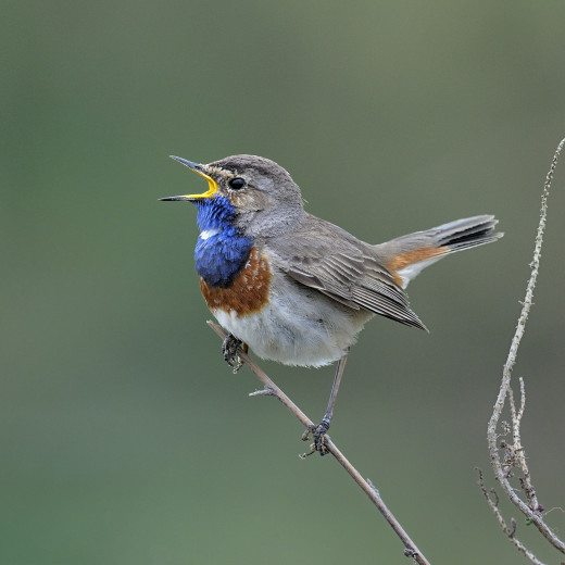 Blauwborst