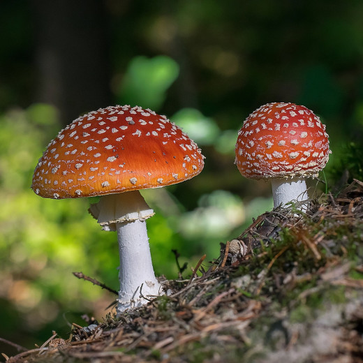 paddenstoelen