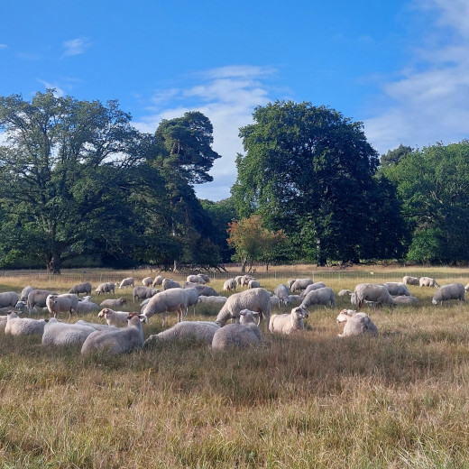 Schapenbegrazing Leyduin 2022