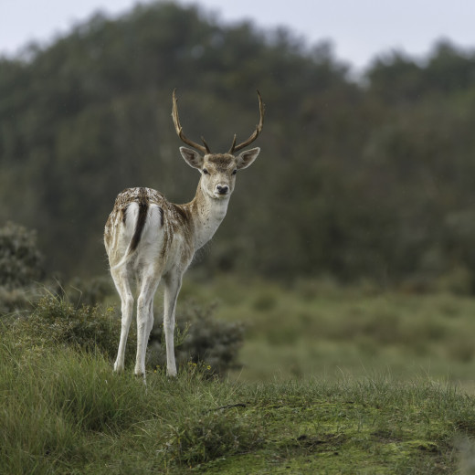 Amsterdamse Waterleidingduinen