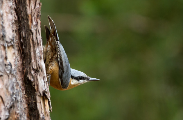 Boomklever / Menno Schaefer