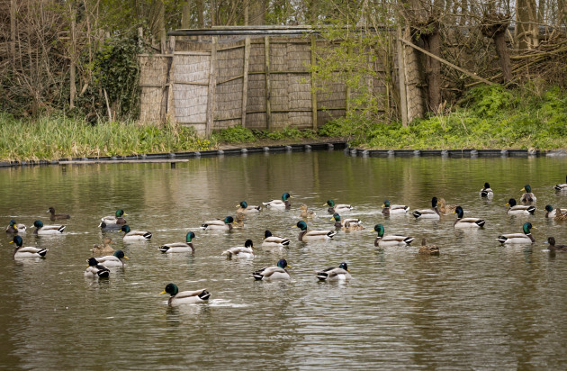 Plas in Eendenkooi Van der Eng