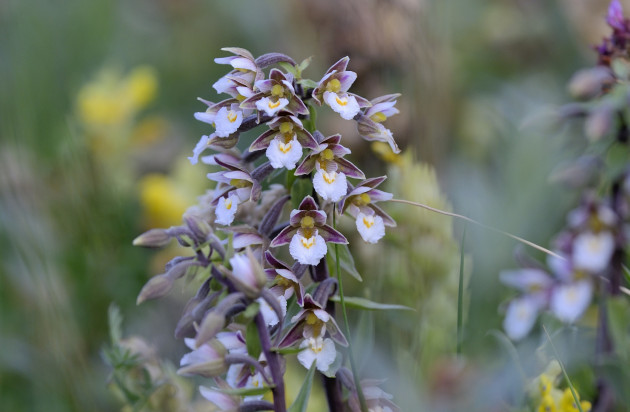 Moeraswespenorchis