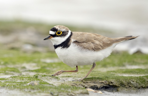 Kleine plevier - Fotohut Balgzandpolder