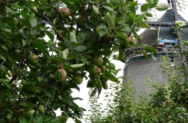 Appelbomen bij Twiskemolen