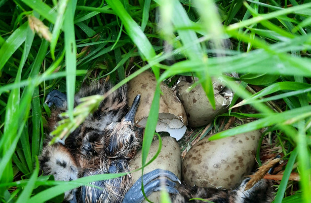 Een grutto kuiken in het nest - aangetroffen door een weidevogelbeschermer