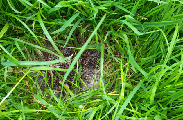 Een leeg nestje van een scholekster. Hier kun je deze even doorheen om roeren om te kijken voor eischilfers of doppen. 