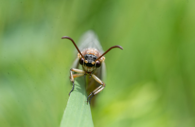 Volwassen mierenleeuw / Pixabay