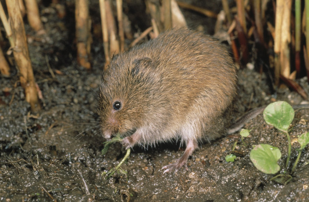 Noordse woelmuis