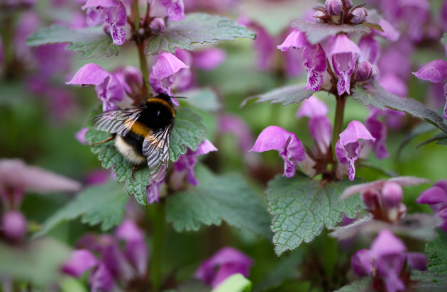 Hommel op paarse dovenetel - Pixabay