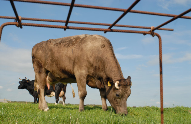 gruttoperspectief vanonder nestbescherming