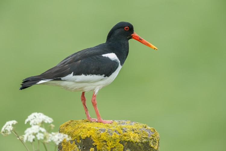 Scholekster weidevogel 