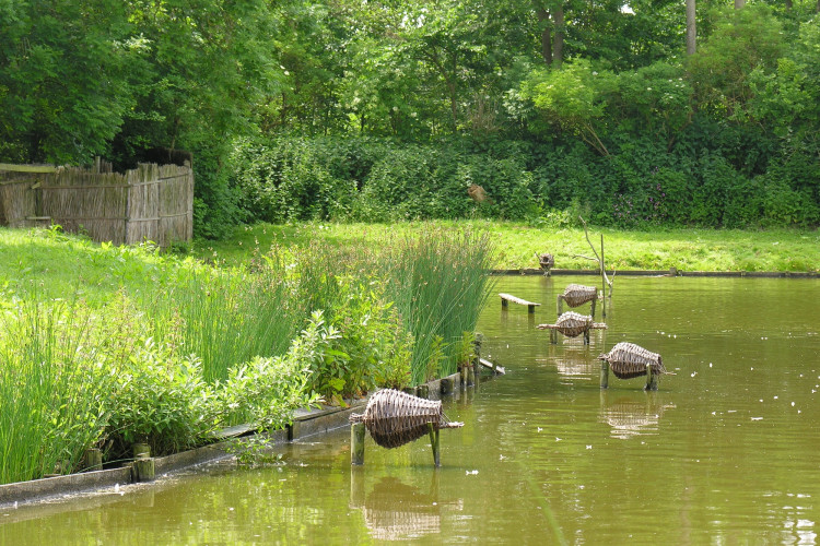 Kooiplas eendenkooi 't Zand / Jan Zijp