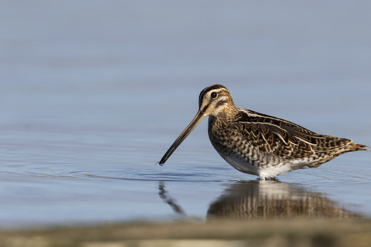 Watersnip / Leo Hofland