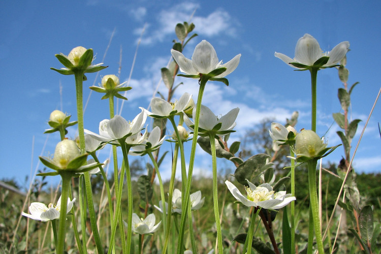 parnassia