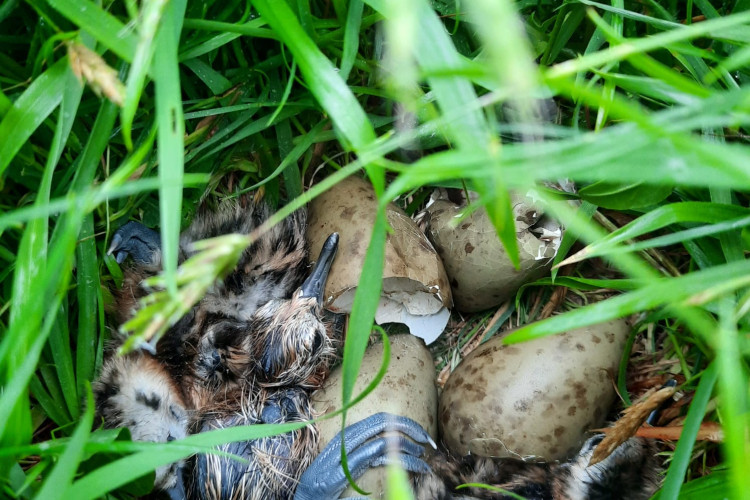 Een grutto kuiken in het nest - aangetroffen door een weidevogelbeschermer