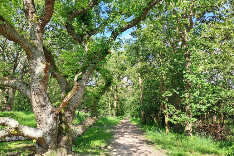 Naaldenveld / Landschap Noord-Holland