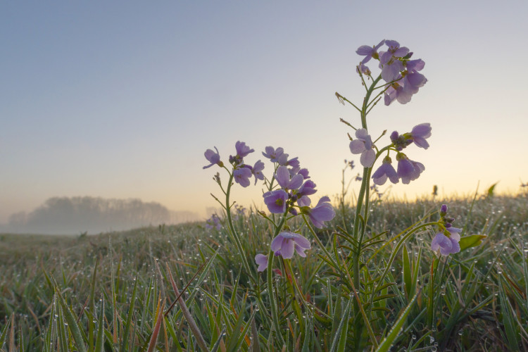 Natuurkalender - pinksterbloem 