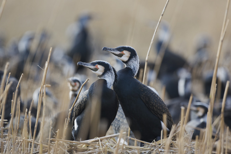 Aalscholvers op IJsselmeer