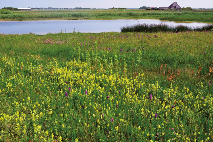 Zandpolder