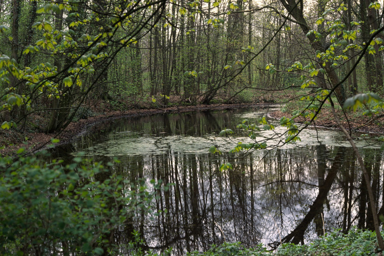 vijver bennebroekbos