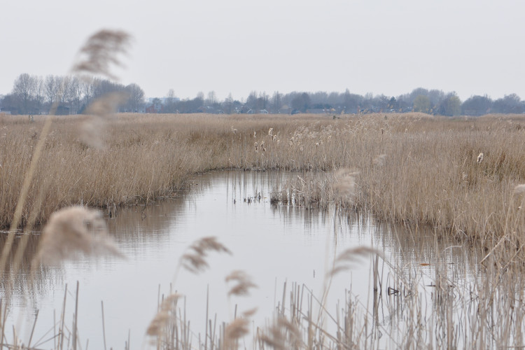 Winter in het Ilperveld