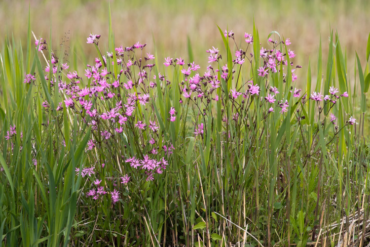 Koekoeksbloem (Hans Brinks)