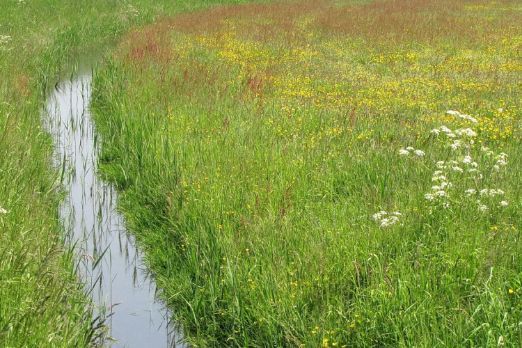 Bloemrijk grasland