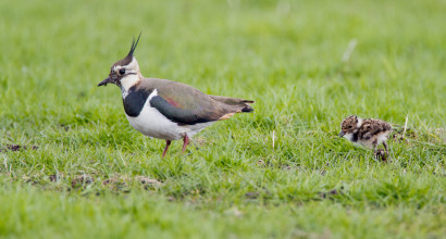 Weidevogels als de kievit staan onder grote druk omdat hun leefomgeving afneemt