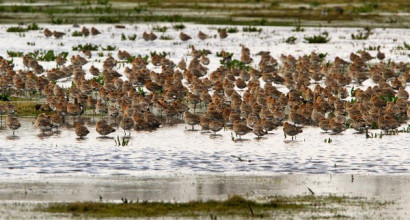 Grutto's op landje van Geijsel