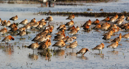 Grutto's plasdras Ilperveld Klaas Ros