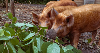 Varkens Lange Bretten / Yorinde Diepstraten