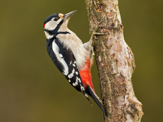 Grote bonte specht foto Menno Schaefer