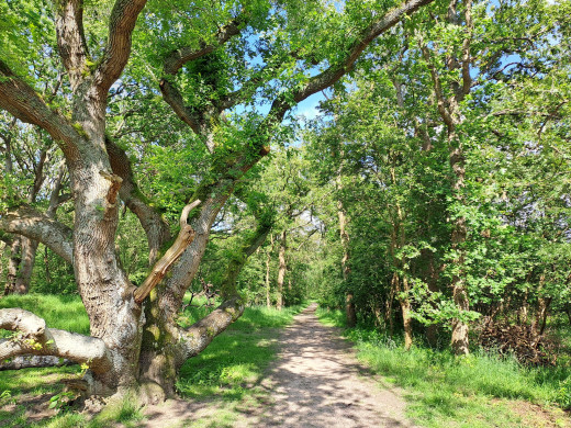 Naaldenveld / Landschap Noord-Holland