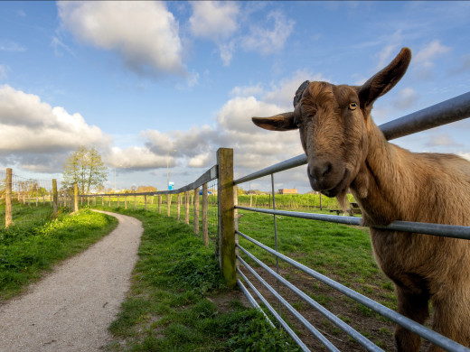 Lunetten Beverwijk