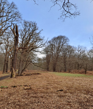 Buitenplaats Leyduin / Landschap Noord-Holland