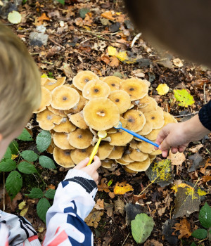 Paddenstoelen in Wildrijk