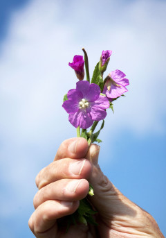 Cursus groenbeheer