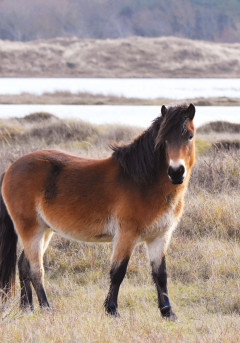 Konikpaarden in de grafelijkheidsduinen