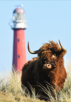 grafelijkheidsduinen, Walter Das