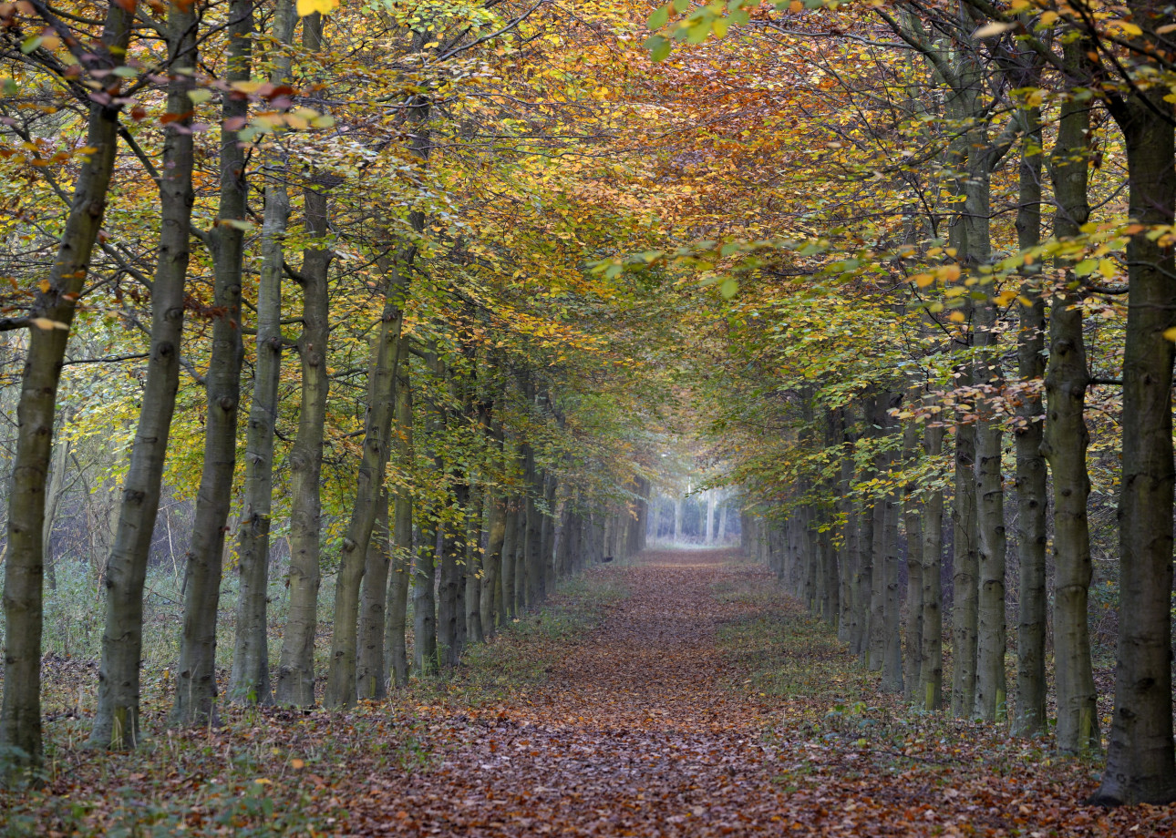 herfstwandeling