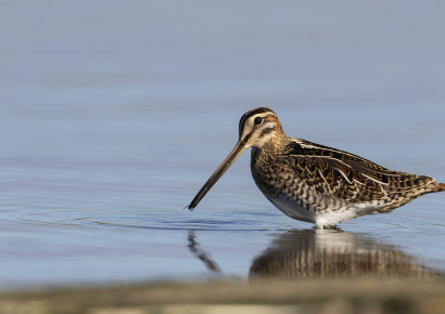 Watersnip / Leo Hofland