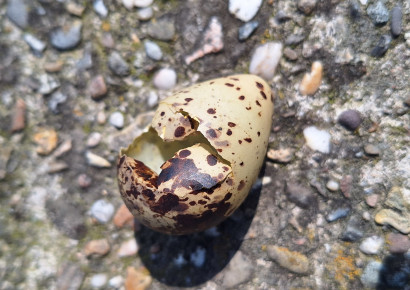 Een ei geroofd door een marterachtige. Foto: Cees den Nijs 