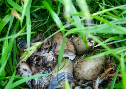 Een grutto kuiken in het nest - aangetroffen door een weidevogelbeschermer