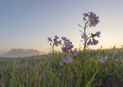 Natuurkalender - pinksterbloem 