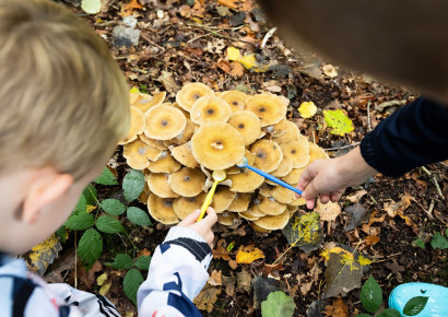 Paddenstoelen in Wildrijk