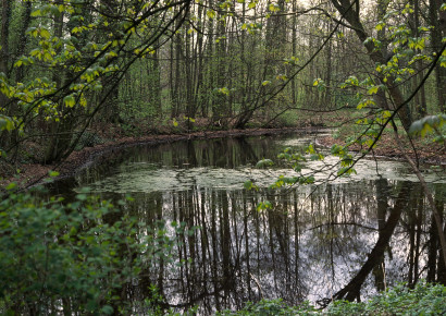 vijver bennebroekbos