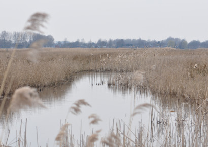 Winter in het Ilperveld